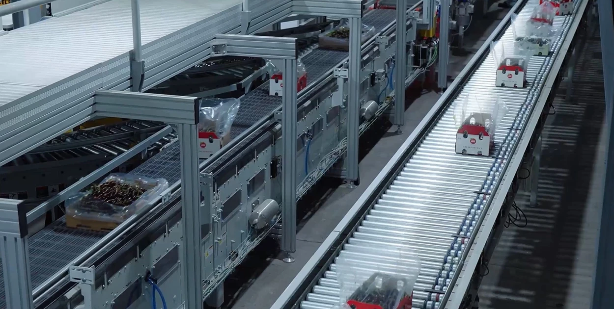 Packaging lines cherry transport | Niverplast